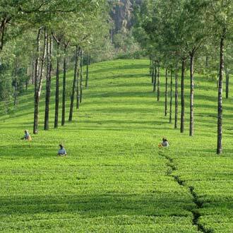 Munnar Heritage, Munnar 3